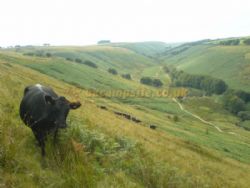Exmoor Camping Westermill Farm