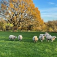 Woodhouse Farm Caravan Park