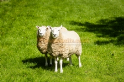 Woodhouse Farm Caravan Park
