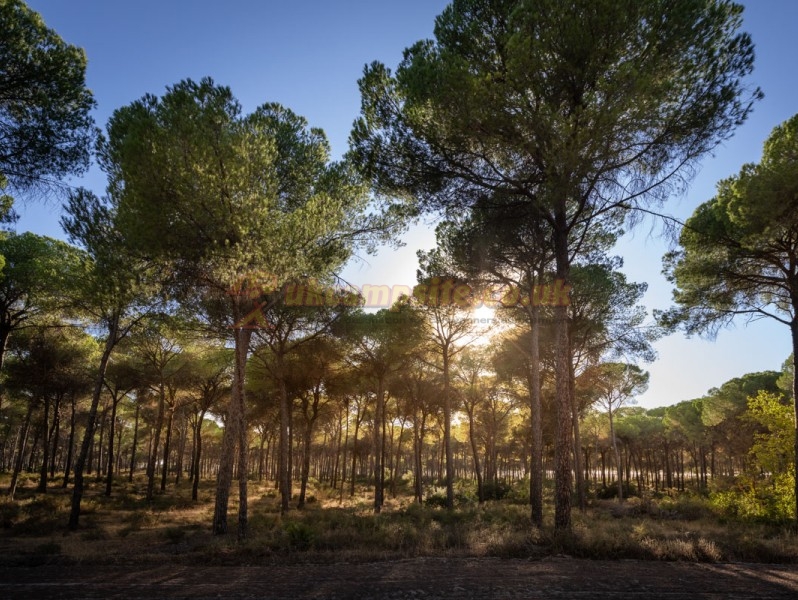 Camping Huttopia Parque De Donana