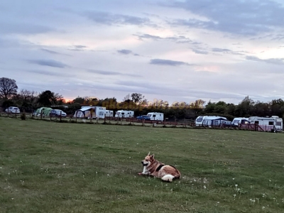 Cool K9 Country Club Campsite Cool K9 Country Club Campsite