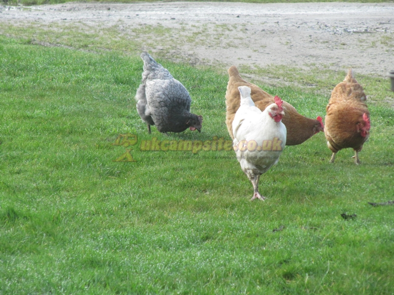 Oxen Close Farm Certificated Site