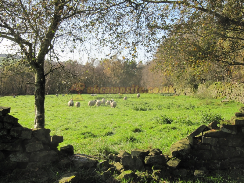 Oxen Close Farm Certificated Site