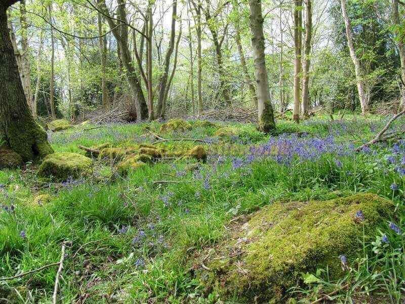 Oxen Close Farm Certificated Site