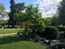 Mayfield Park
