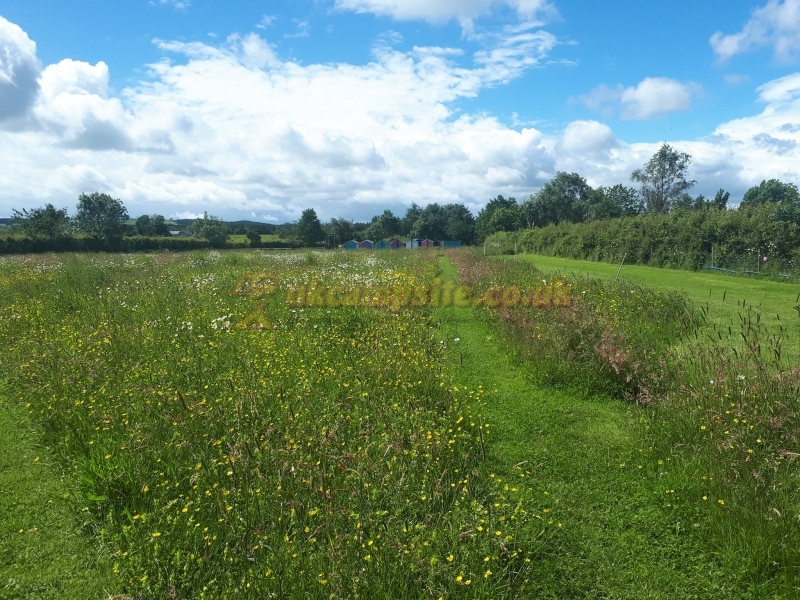 Greenhillock Glamping And Camping