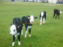 Lundholme Farm