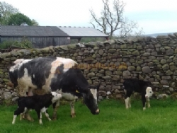 Lundholme Farm
