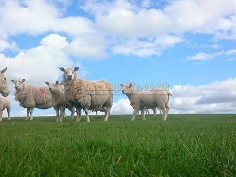Lundholme Farm