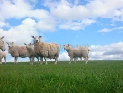 Lundholme Farm