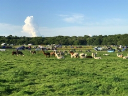 Camping At Tomkins Farm