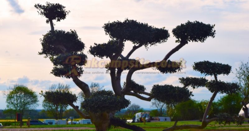 Olive Tree Caravan And Camping Adults Only