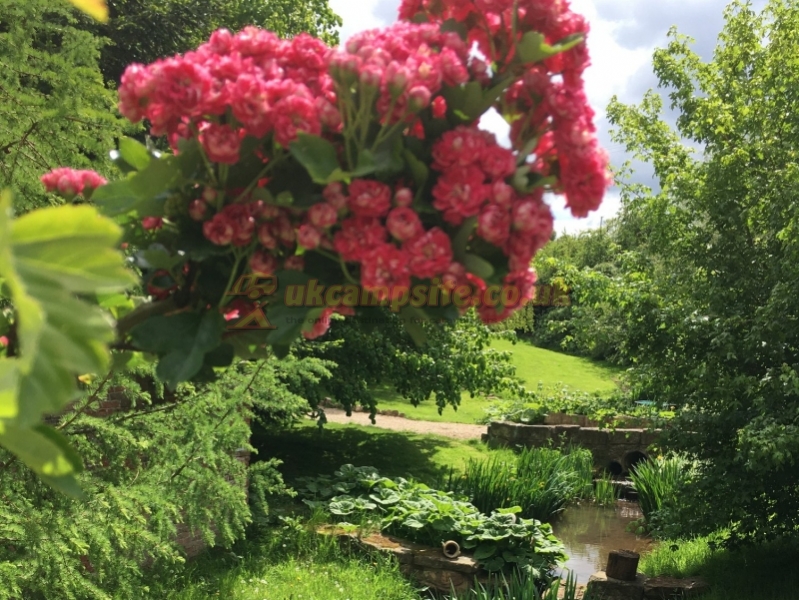Daphnes Orchard