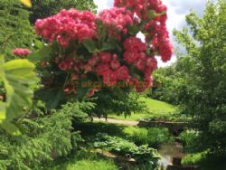 Daphnes Orchard