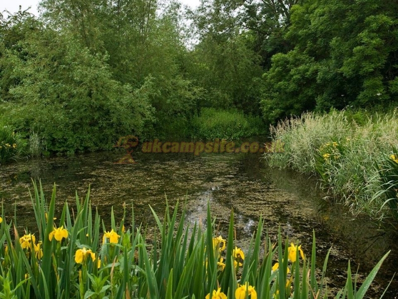 Daphnes Orchard