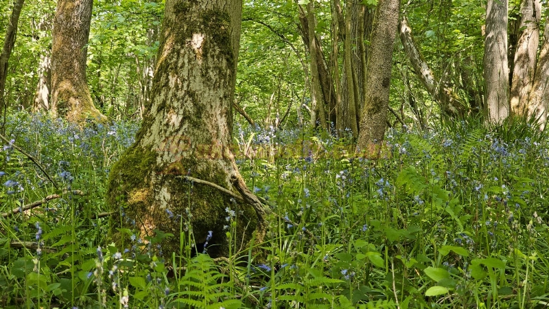 Wolford Wood Campsite And Glamping