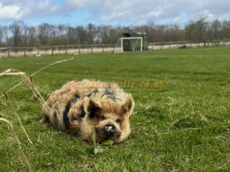 Wolford Wood Campsite And Glamping