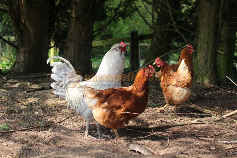 Wolford Wood Campsite And Glamping