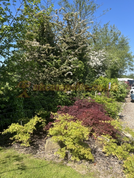 Northwood Caravan And Holiday Park
