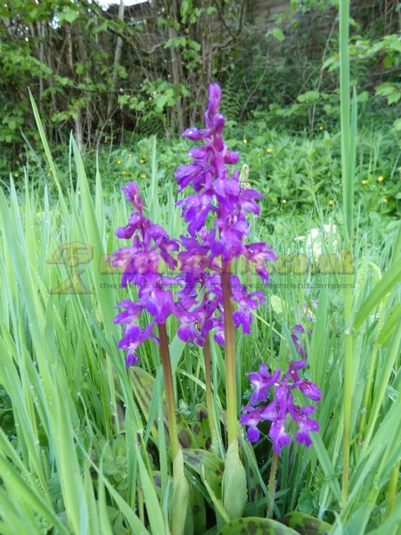 Wray Valley Camping