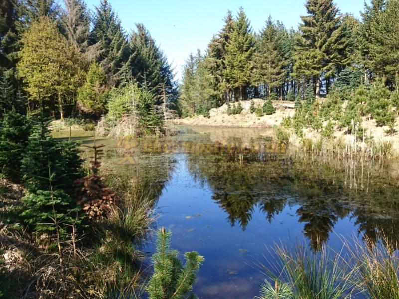 Noble Wood Camping