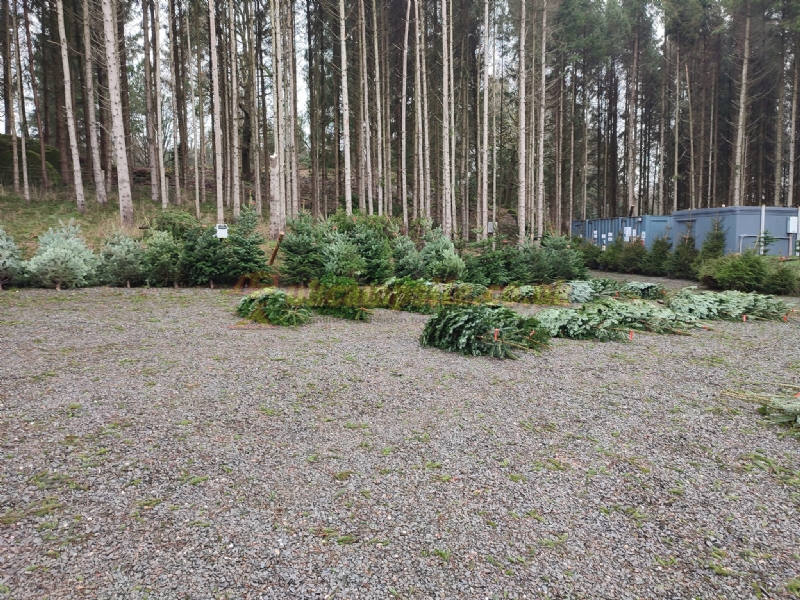 Noble Wood Camping