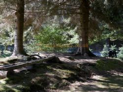 Noble Wood Camping