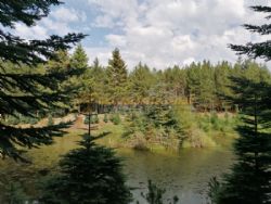 Noble Wood Camping