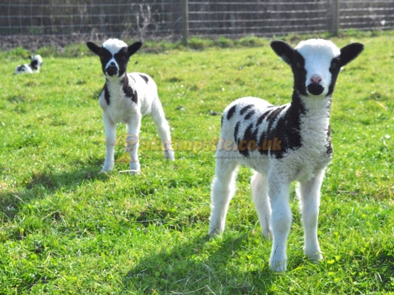 Orchard View Farm Camping And Glamping