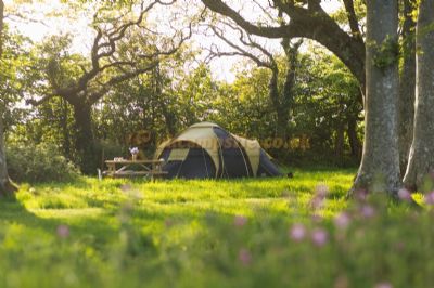 Little Welsh Wood Camping and Glamping