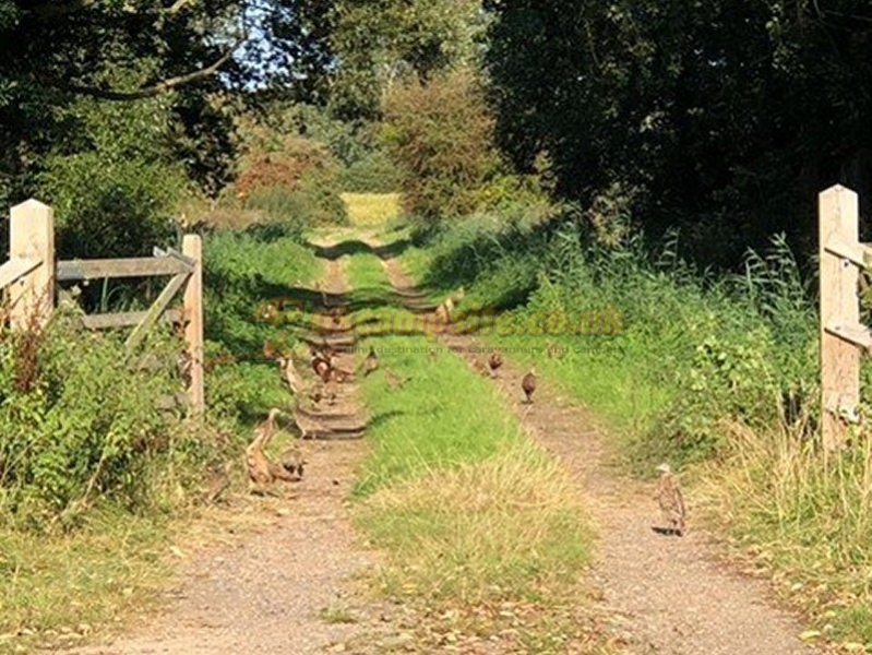 Ferrygate Camping