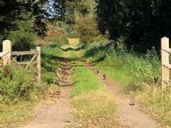 Ferrygate Camping
