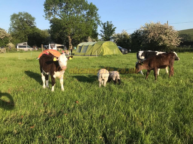 Heatherhill Farm Campsite