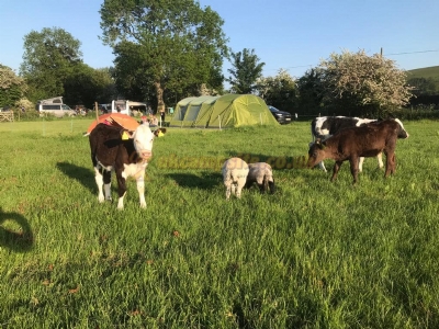 Heatherhill Farm Campsite Heatherhill Farm Campsite