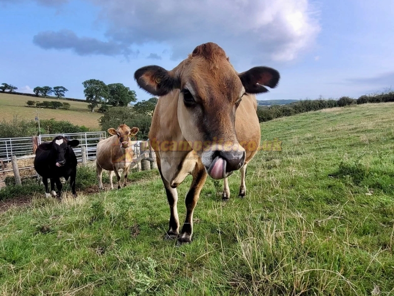 Abbey Farm Touring Caravan Park And Glamping Pods