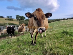Abbey Farm Touring Caravan Park And Glamping Pods