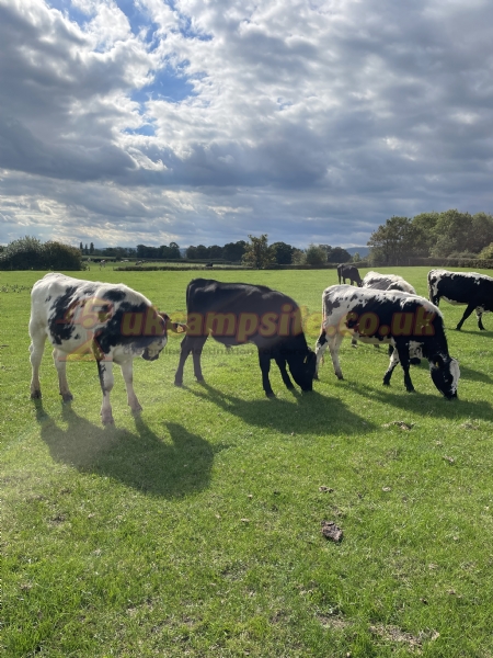 Abbey Farm Caravan And Camping Park