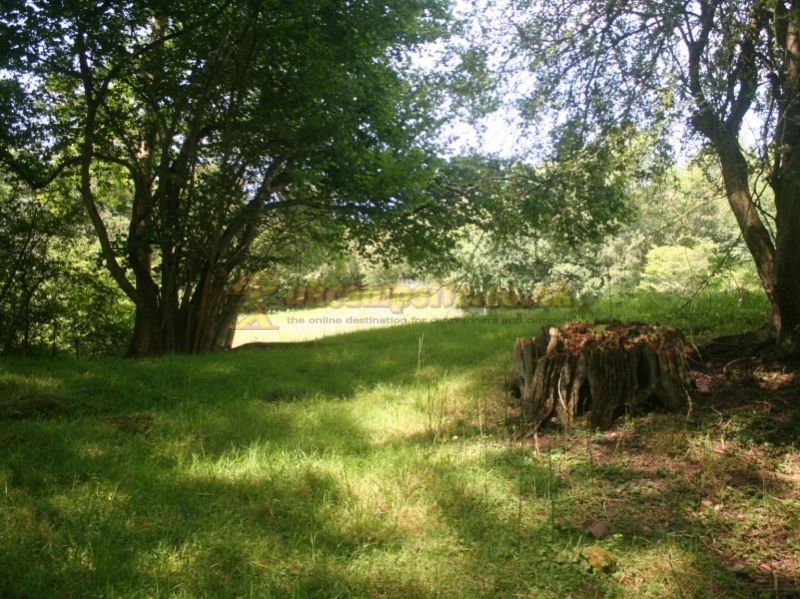Wild Cherry Camping