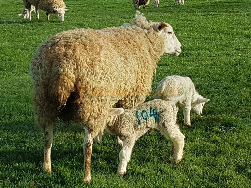 Wethercote Farm Campsite