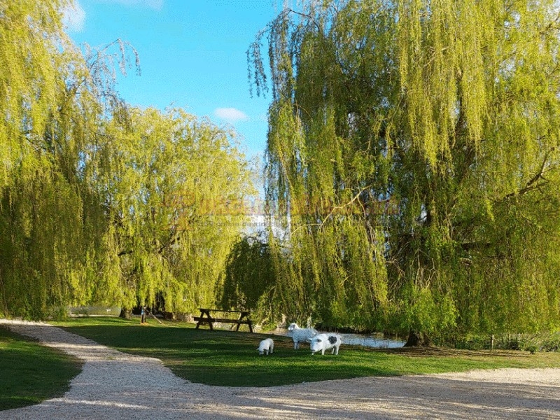 Willow Pond Camping And Certificated Location