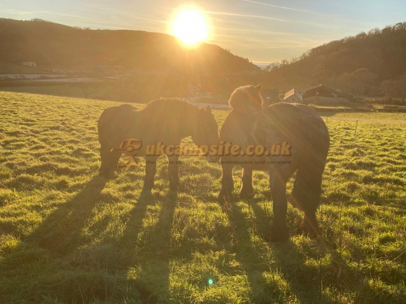 Nantcellan Barns Meadow Camping