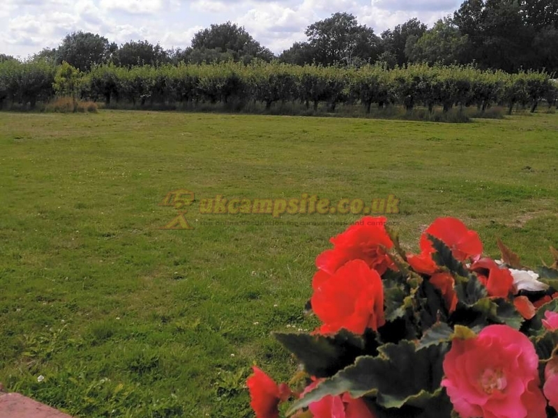 Frittenden Orchard Campsite