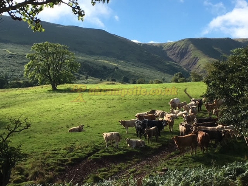 Pentwyn Dingle Campsite