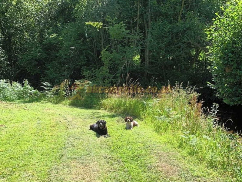 Pentwyn Dingle Campsite