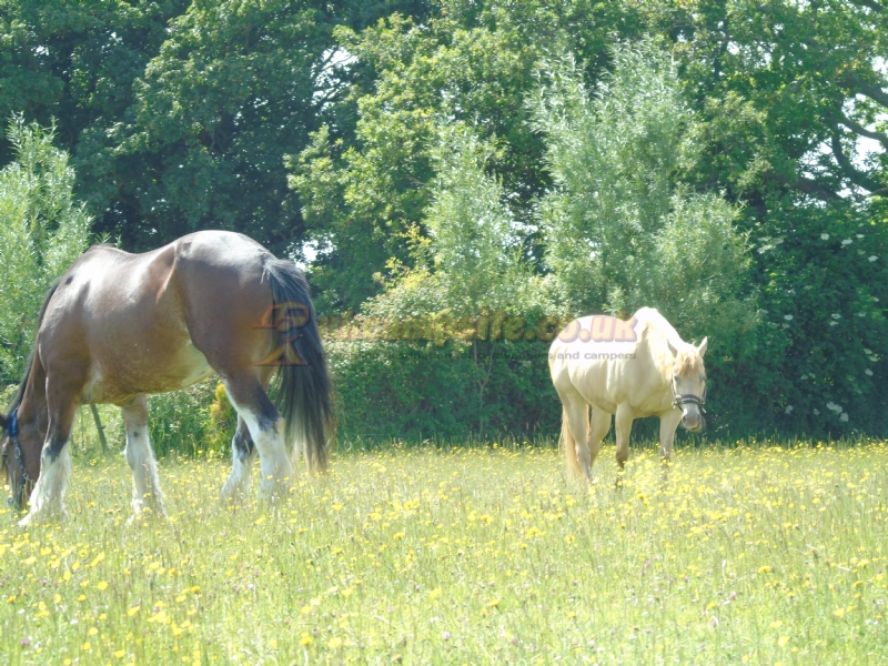 Furzefield Barn Campsite And Pod