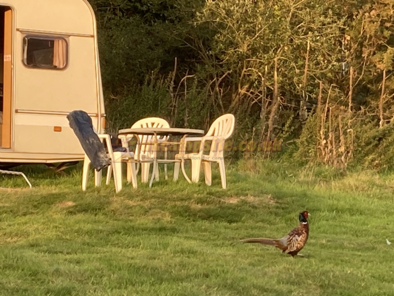 Aber Camping