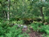 Wudu Woodland Camping