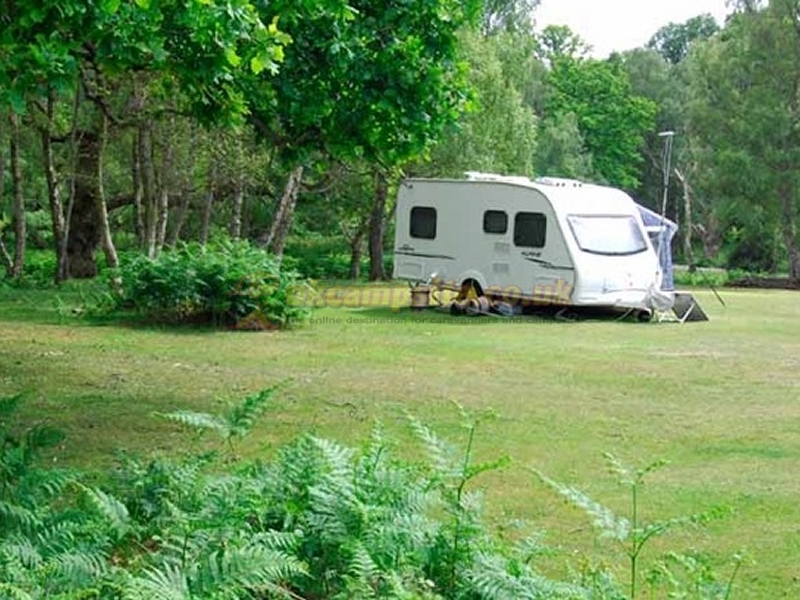 Matley Wood Camping In The New Forest