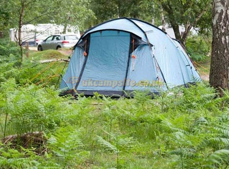 Matley Wood Camping In The New Forest