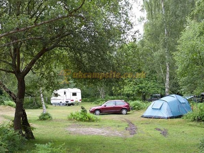 Matley Wood Camping In The New Forest